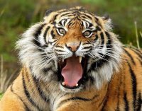 Загрызшего человека тигра ликвидировали в Тбилиси