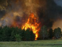 В Боржоми сгорело 7 гектар леса