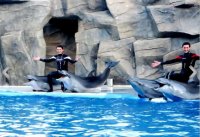 Шестеро мужчин потребовали «освободить» дельфинов «из тюрьмы» в Батуми