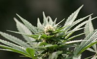 Решение Конституционного суда вызвало споры о легализации марихуаны