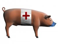 Первый случай смерти от свиного гриппа зафиксирован в Грузии