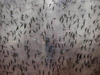 В Грузии на складах с шинами заметили комаров-переносчиков вируса Зика