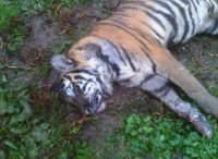 В Тбилиси нашли труп последнего сбежавшего из зоопарка хищника